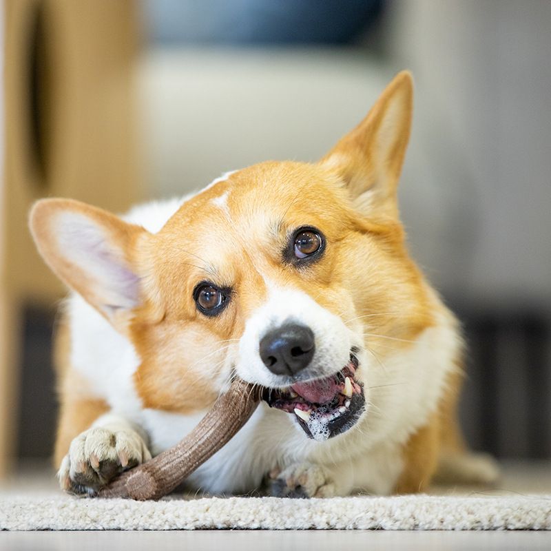 Gigwi Dog Chew Toy Wood Antler Bite Resistant Trumpet